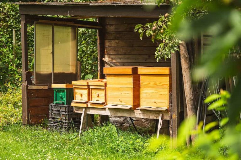 Bijen die onze honing maken