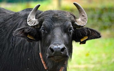 Waterbuffelboerderij D’n Buff