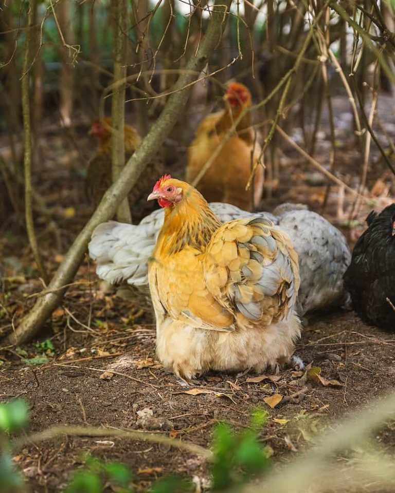 Verse eieren te koop in onze boerderijwinkel